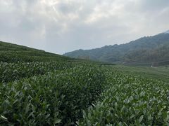 -听风阁农家私房菜茶楼(龙坞店)