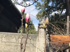 -大觉寺-停车场