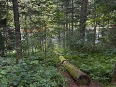 -五营红松林海景区