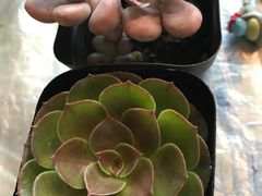-Erman岩烧牛排(虹桥南丰城店)