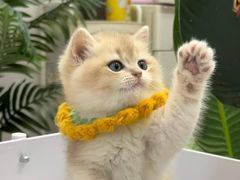 -猫十亿·布偶金渐层·曼基康矮脚猫舍(青年路店)