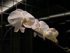 -上海宝华万豪酒店