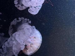 -欢乐海岸海洋奇梦馆
