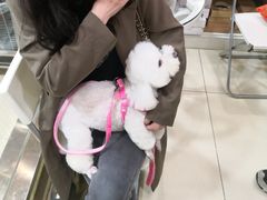 -家有小宠宠物美容(双楠街店)