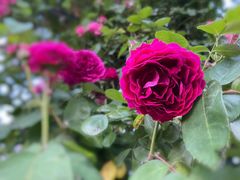 -广富林郊野公园