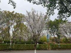 -三垟湿地