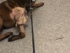 -安安宠医·安宠宠物医院