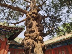 -北京国子监胡同