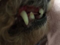 -宠颐生中康贝怡动物医院