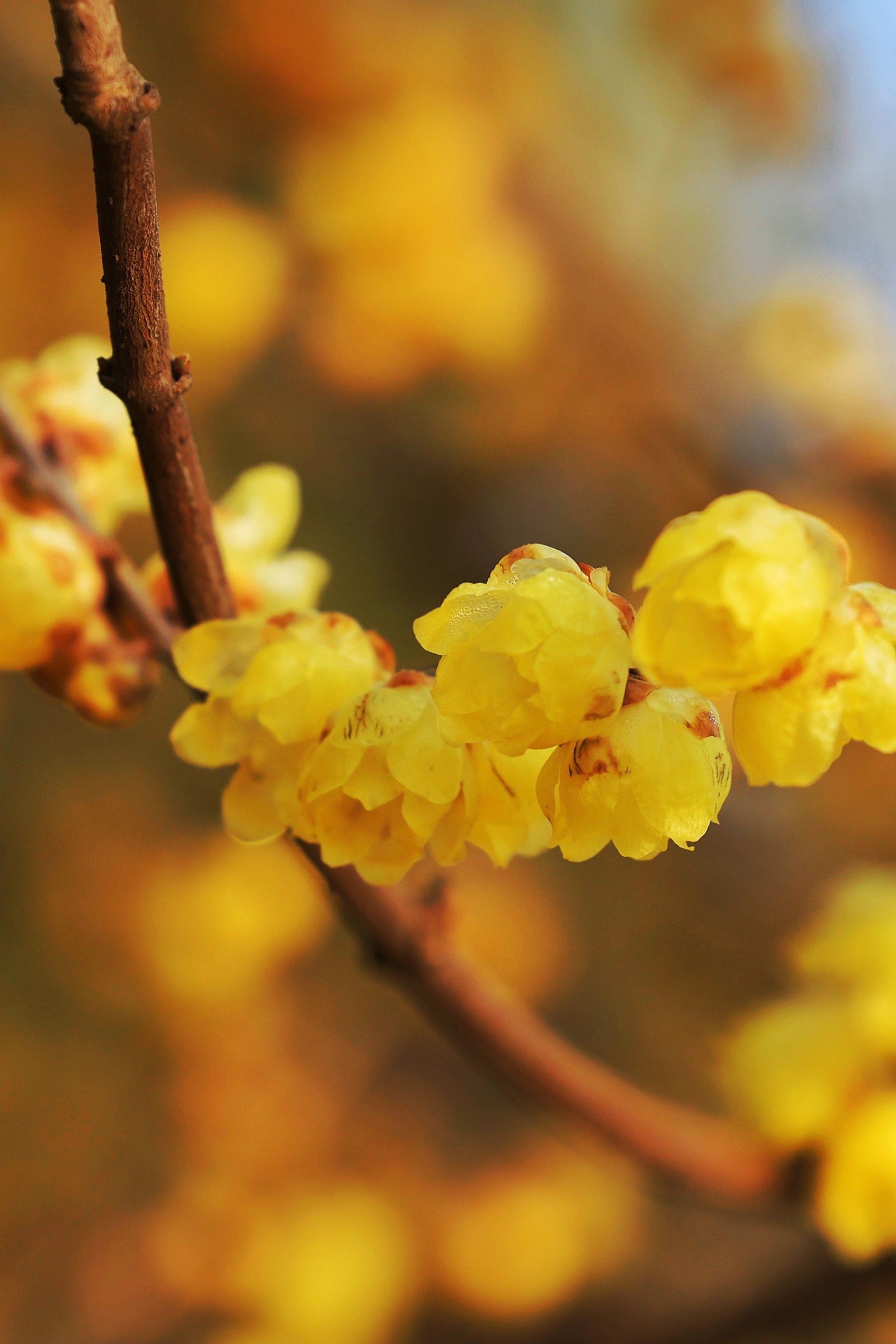世纪公园腊梅花开
