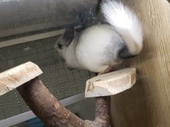 -藦茜花园宠物主题亲子互动体验馆(国顺东路店)