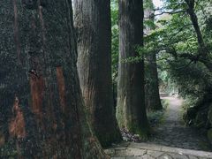 -天目山大树王景区
