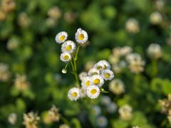 -广富林郊野公园