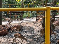 -合肥滨湖国家森林公园