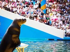 -秦皇岛乐岛海洋王国