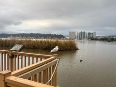 -洱海月湿地公园