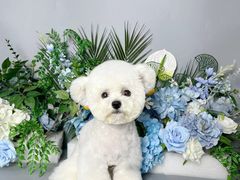 -BABIT巴比特宠物(MOMOPARK店)