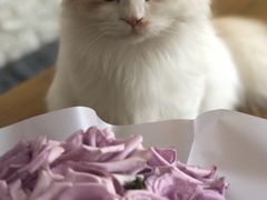 -平行世界·猫咖(首经贸店)