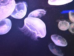 -西海国立公园九十九岛水族馆
