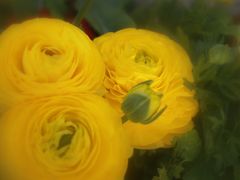 -荷兰花海