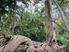 -中国科学院西双版纳热带植物园