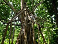 -中国科学院西双版纳热带植物园