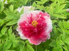 -洛阳市隋唐城遗址植物园