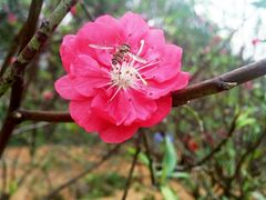 -南国桃园旅游度假区