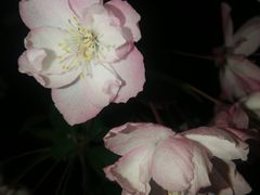 -荆川公园