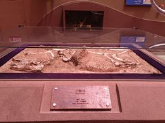 -陕西自然博物馆