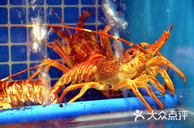 小白鲨·潮膳荟-图片-西安美食-大众点评网