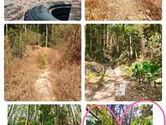 -黄埔油麻山森林公园