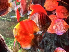 -上海海洋水族馆