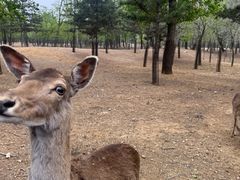 -秦皇岛野生动物园