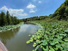 -同里国家湿地公园