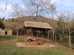 -合肥野生动物园