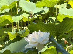 -莲花池公园