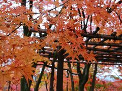 -常寂光寺