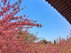 -西安青龙寺遗址景区