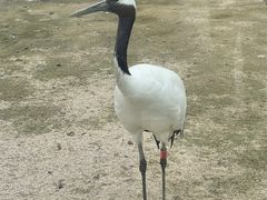 -盐城丹顶鹤湿地生态旅游区