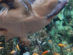 -萌宠奇缘(荣鼎店)