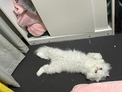 -艾贝尔宠物诊疗