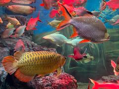 -上海海洋水族馆