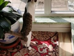 -宠爱国际动物医院· 猫科· 外科·中兽医(长白店)