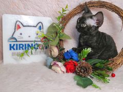 -十年猫舍·猫咪专门店(普陀店)