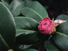 -金花茶公园