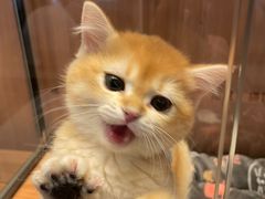 -袖虎·猫馆(体育西路店)