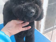 -福懋动物医院·犬猫全科·外科·重症科(杏林分院)