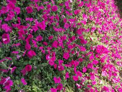 -城南往事·鲁菜济南菜(龙奥万科店)