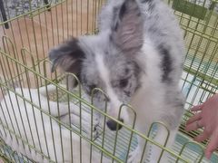 -Let's go狗咖·猫咖·奶狗·桌游(春熙路IFS店)